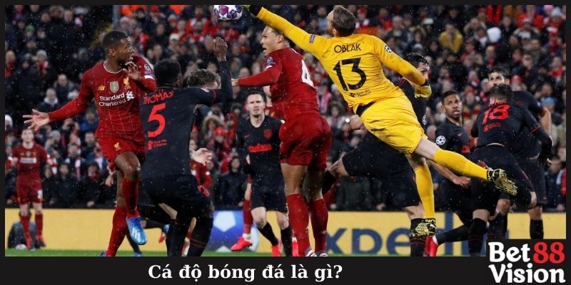 Cá độ bóng đá là gì?